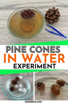 pine cones in water experiment with text overlay that reads pine cones in water experiment