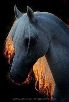 a white horse with blonde hair standing in the dark, looking to its left side