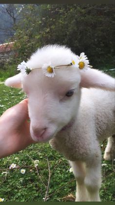 a small white sheep with daisies on its head being held by someone's hand