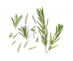 three rosemary plants on a white background