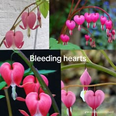 Unique Flowers Names, Pink Flower Types, Pretty Flowers And Their Names, Flowers Poisonous, Pretty Poisonous Flowers, Beautiful Deadly Flowers, Weird Flowers, Cool Flowers