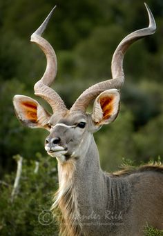 an antelope with very large, curved horns stands in front of the camera