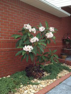 a small tree with white flowers in front of a brick building