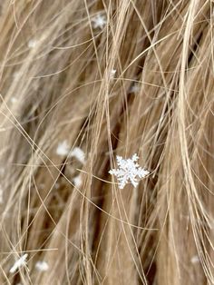 the hair is brown and has white flowers on it's back end, as well as snow flakes