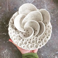 a hand is holding a white plate with four different types of mushrooms on it, all in the same pattern