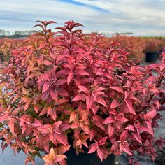 a plant with red leaves is in a pot on the ground near many other plants