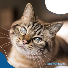 a close up of a cat with blue eyes