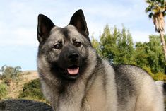 a large gray and black dog standing on top of a lush green field next to trees