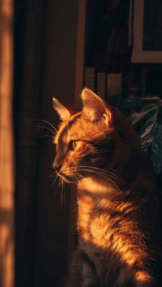 a cat sitting on top of a wooden table next to a window with the sun shining through it