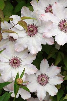 white flowers are blooming in the garden