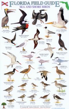 the florida field guide sea and shore birds is shown in this poster, which shows different kinds