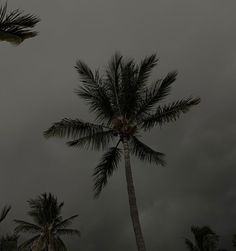 two palm trees in front of a dark sky with clouds and rain coming down on them