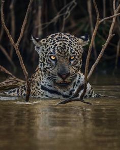 Jaguar, yaguarete, otorongo, Jaguares, Animal, Naturaleza, Pantanal, Brasil, Amazonas, Pantera onca Jaguar Aesthetic, Wild Animal Wallpaper, Wild Animals Pictures, Big Cats Art, Exotic Cats, Pretty Animals, Cute Animal Photos