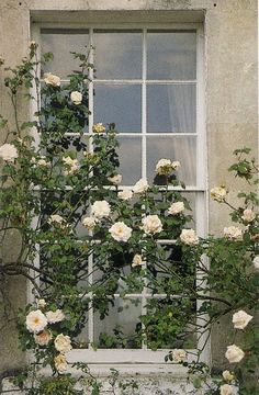 white roses growing on the side of a building next to a window with an open pane