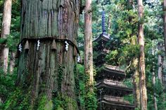 a tall tree in the middle of a forest