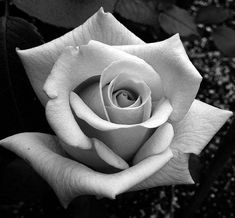 a black and white photo of a rose