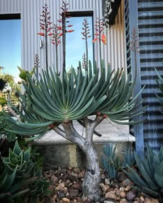 a large green plant sitting in front of a building