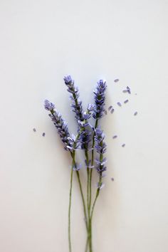 some purple flowers are on a white surface