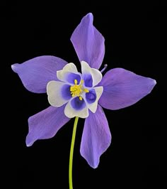 a purple and white flower with yellow stamen in the center on a black background