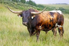 a brown and white bull with horns standing in tall grass