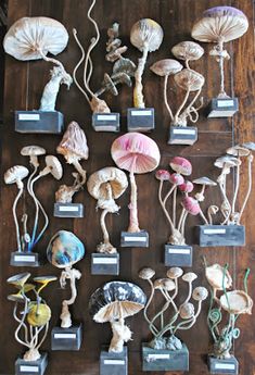 many different types of mushrooms are on display