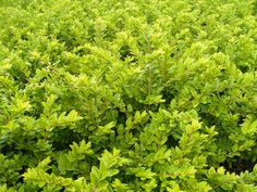 a bush with green leaves is shown in the foreground