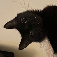 a black cat laying on top of a white blanket