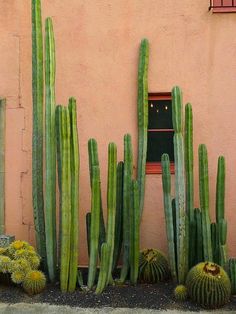 several cacti in front of a pink building