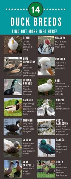 the duck breeds poster is shown in this image, it shows different types of ducks