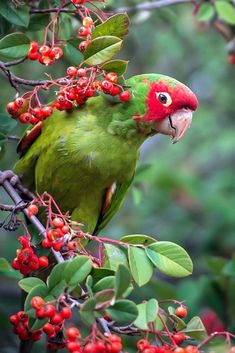 a green and red bird sitting on top of a tree branch with berries around it