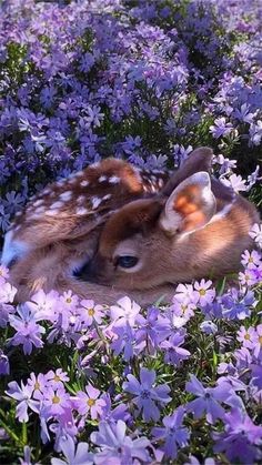 two fawns laying in the middle of purple flowers