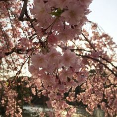 pink flowers are blooming on the branches of trees