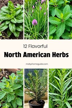 different plants with the words 12 flavorful north american herbs