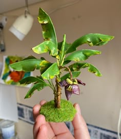 a person holding a small plant in their hand