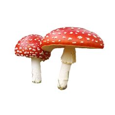 two red mushrooms with white spots on them