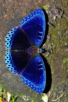 a blue butterfly sitting on top of a rock