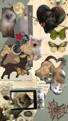 a collage of pictures with cats and butterflies