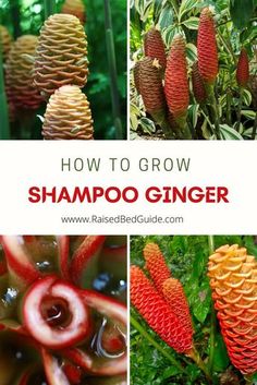 how to grow shampoo ginger in the garden with pictures and text that says, how to grow shampoo ginger