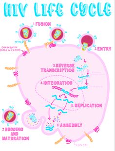 the hv life cycle is shown in pink and blue, with diagrams on it