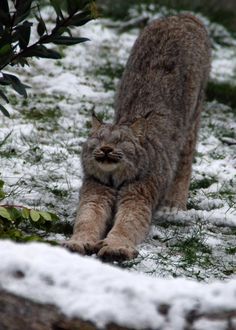 a cat is walking in the snow near some bushes and trees with it's front paws on the ground