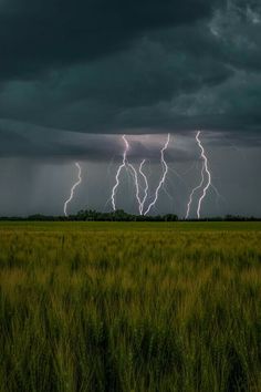 lightning strikes in the distance over a field with tall grass and trees on either side