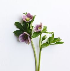 three purple flowers with green leaves on a white background, one is wilting and the other is dying