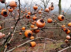 the fruit is ripe and ready to be picked from the trees in the forest,