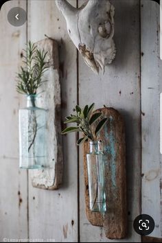 two vases with plants are hanging on the wall next to an antler head