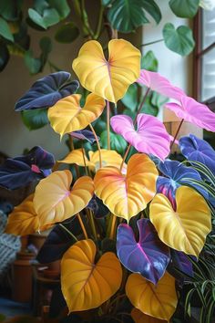 the plant is colorfully colored and has large leaves