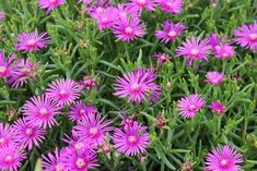 purple flowers are blooming in the grass