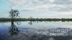 a lone tree stands in the middle of a lake with its reflection on the water