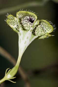 a close up of a flower on a plant