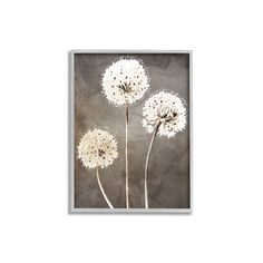 three white dandelions in front of a gray background framed art print on canvas