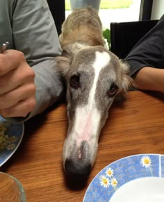 a dog is laying down on the table with its head resting on someone's arm